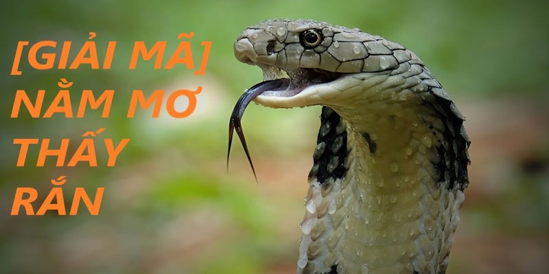 Giấc mơ giết rắn là điềm báo tích cực