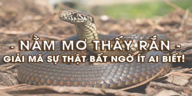 Mỗi tình huống mơ về rắn đều ứng với các số may mắn